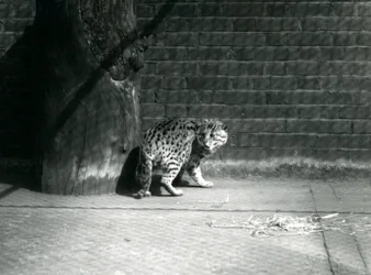 Eine Fischkatze im Londoner Zoo, Juli 1921